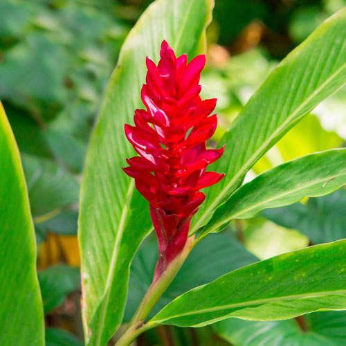 Ginger flower